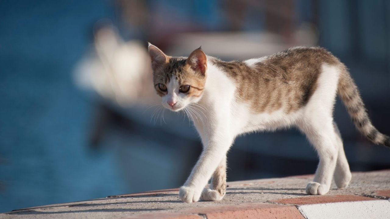 volta atan tekir ve beyaz kedi