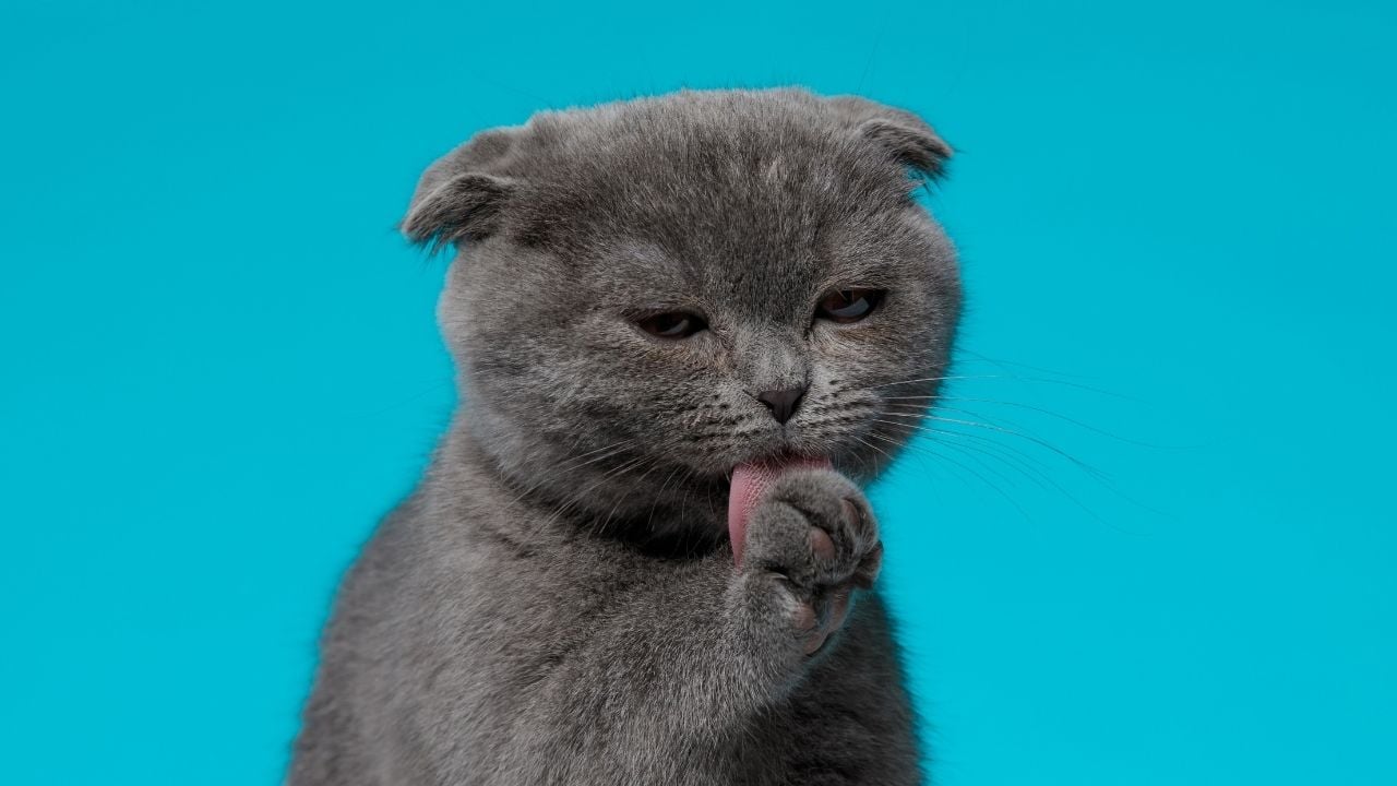 gri kedi yalanıyor