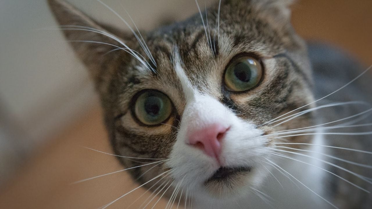 gözleri kocaman açılmış bir kedi