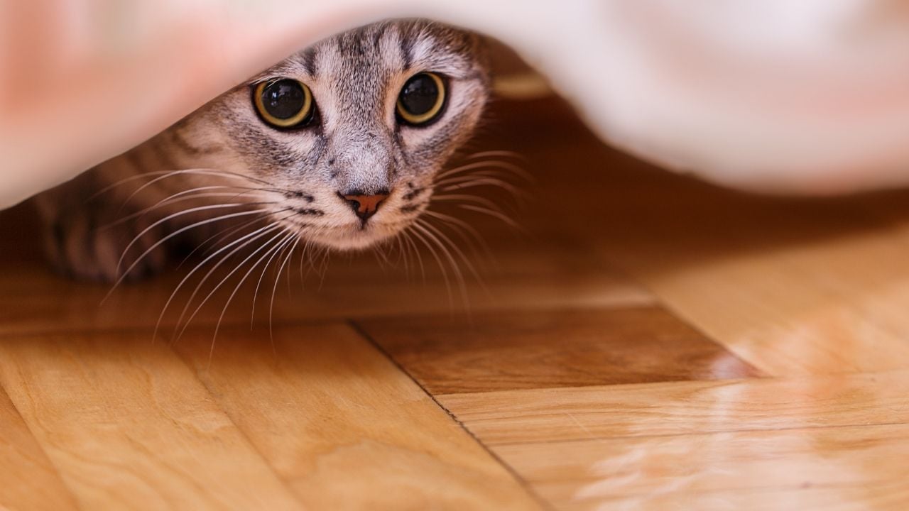 saklanmış tekir bir kedi