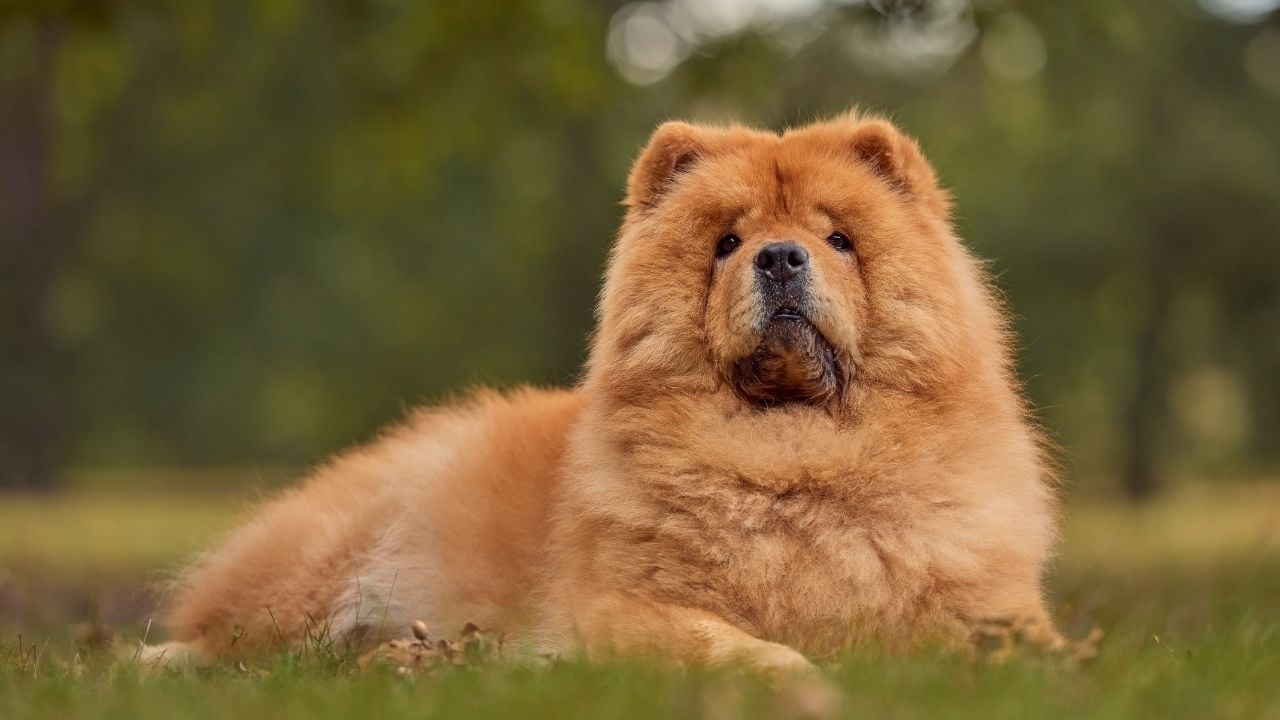 yerde yatan Chow Chow