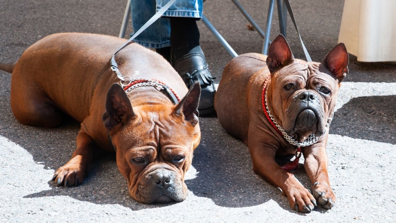 yerde yatan iki Çin Chongqing Köpeği