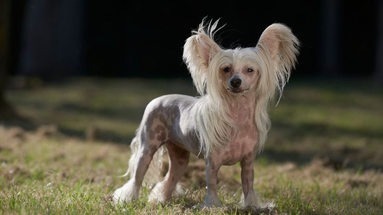 desenli Çin Tepeli Köpeği