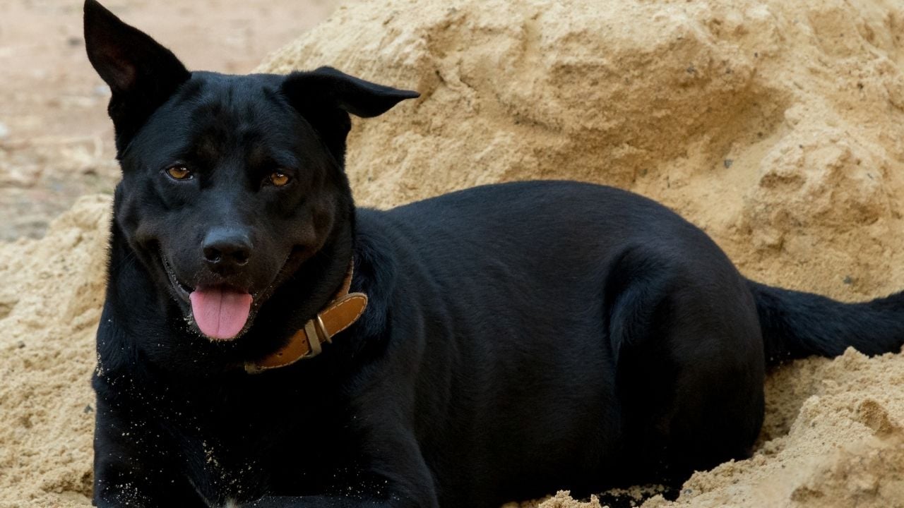 Formosan Dağ Köpeği