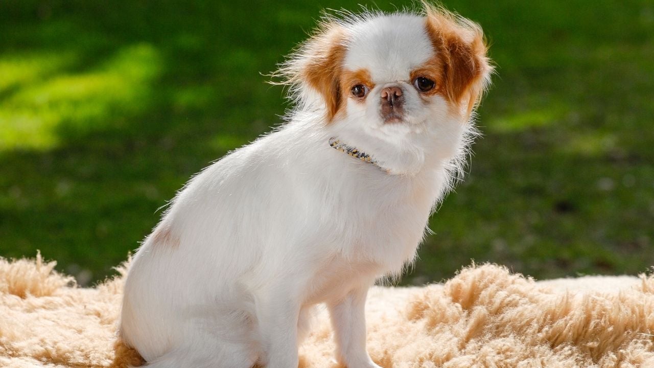 beyaz ve kahverengi Japanese Chin (Japon Çin Köpeği)