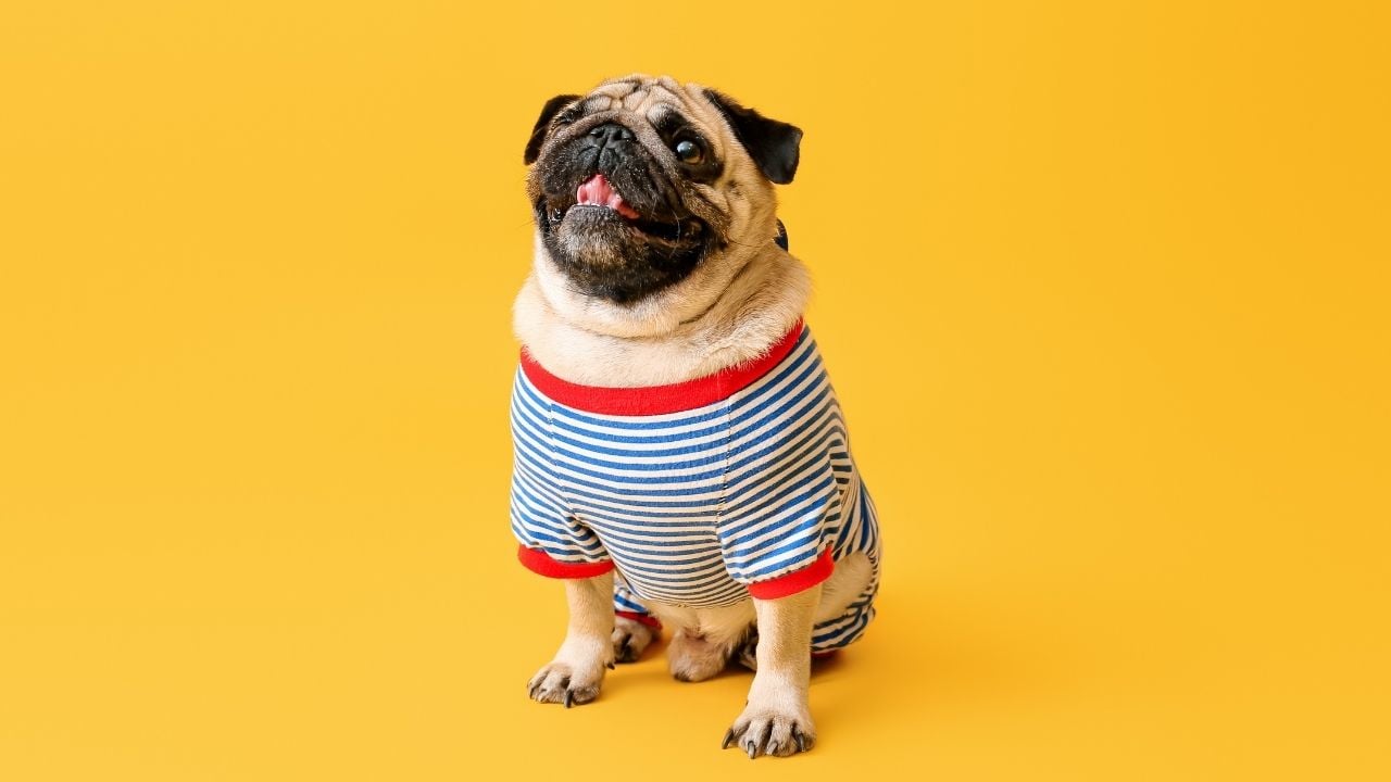 çizgili tişörtlü Pug