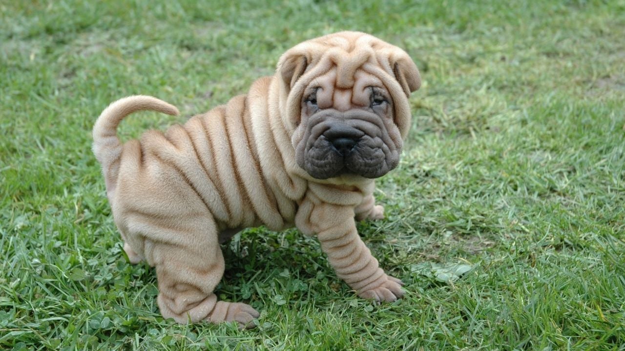 Shar Pei
