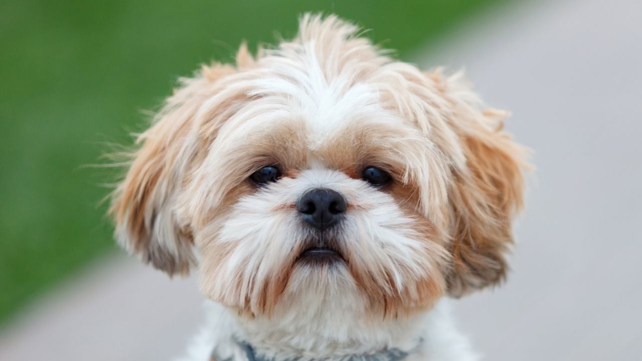 beyaz kahverengi Shih Tzu