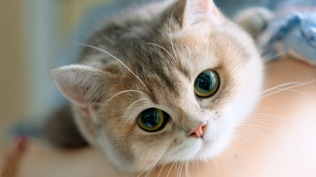 koca gözlü bir kedi