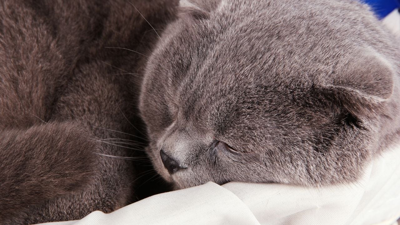 gri bir kedi yatıyor