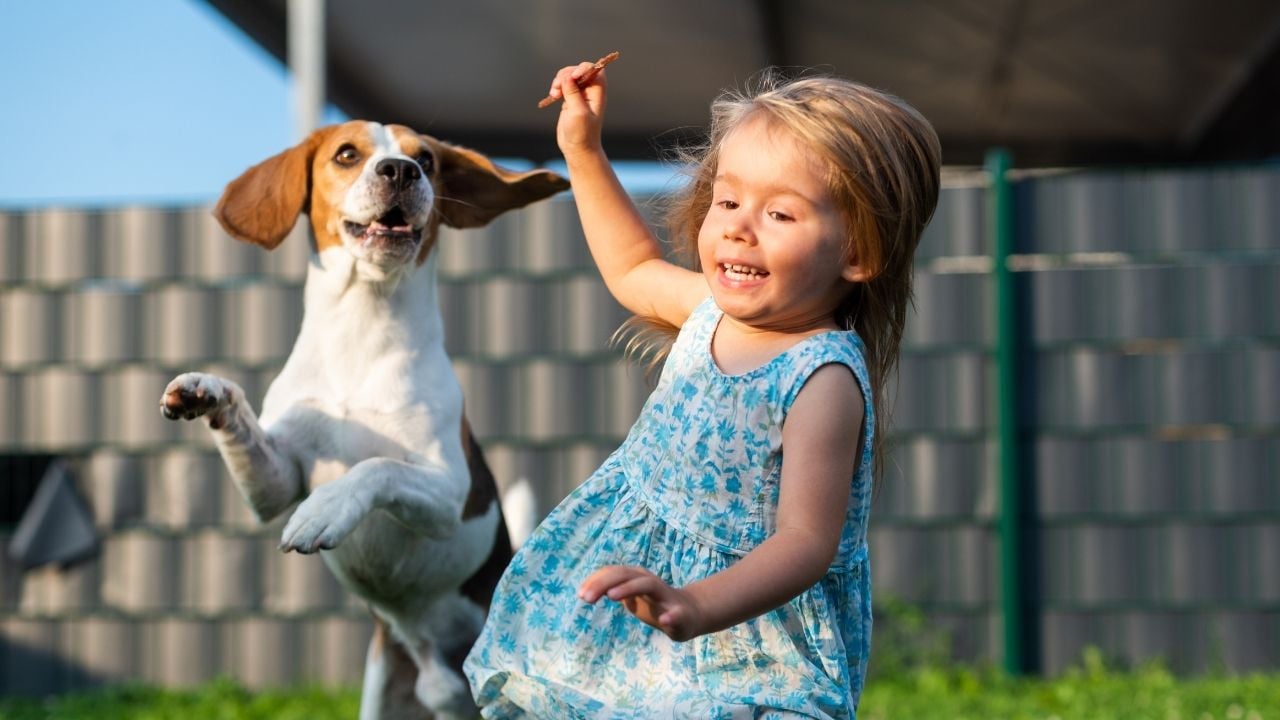 beagle ve çocuk