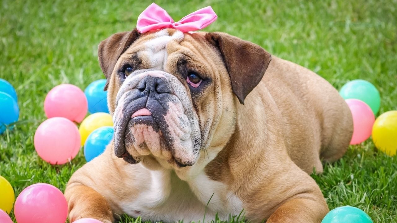 kurdeleli Bulldog