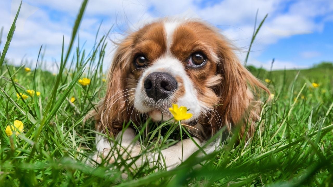 sevimli Cavalier King Charles Spaniel