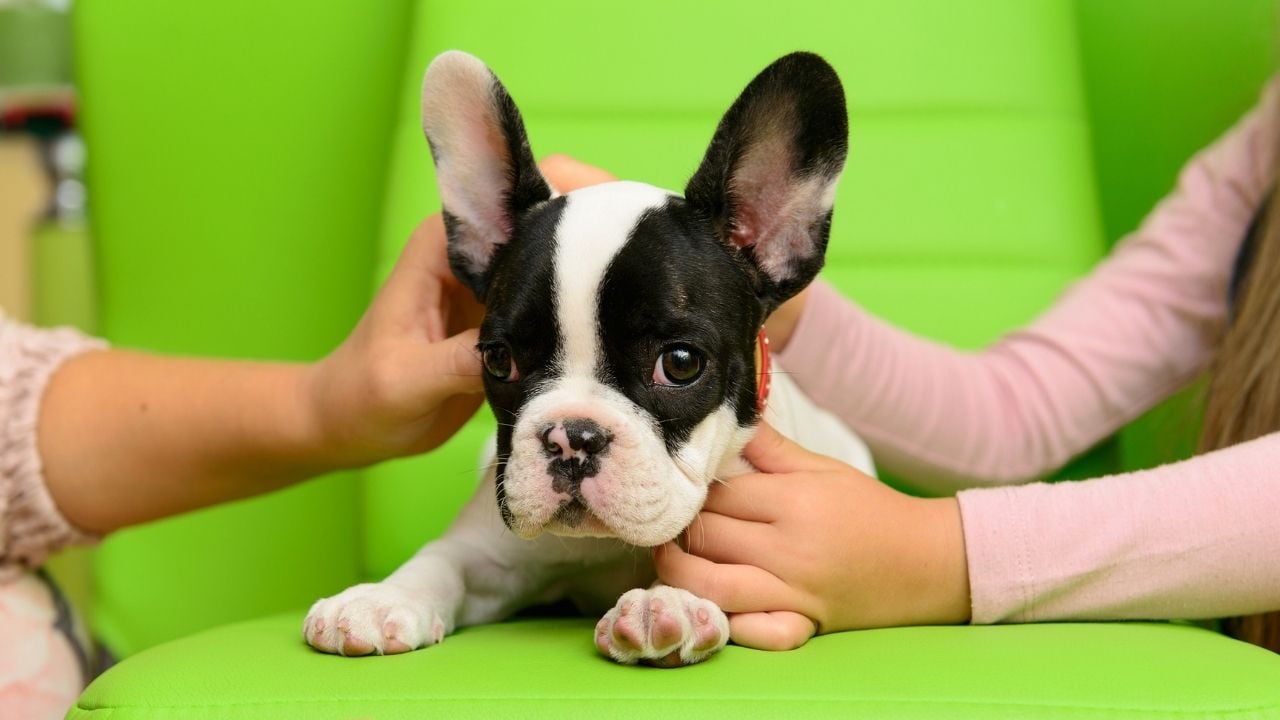 çocuklar French Bulldog seviyor