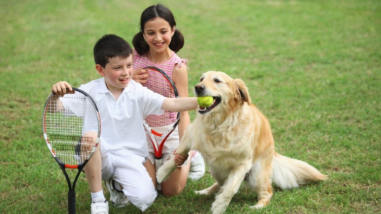 çocuklar Golden Retriever ile oynuyor
