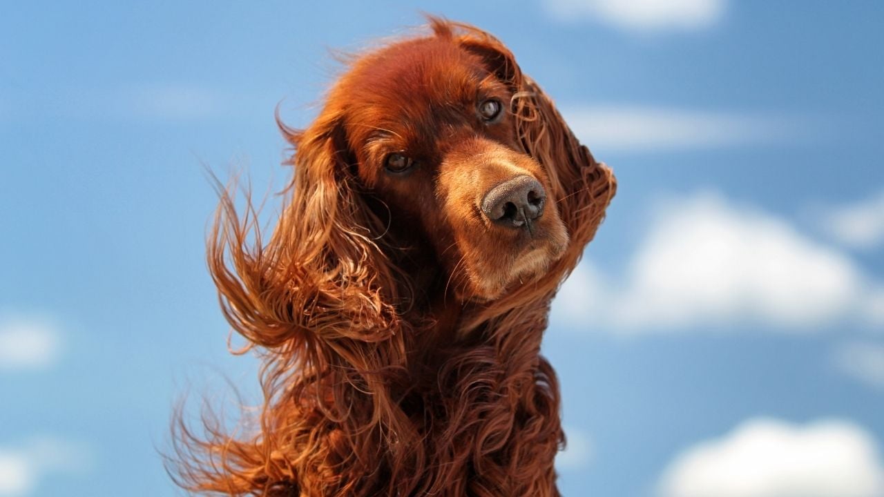 sevimli İrlanda Setter