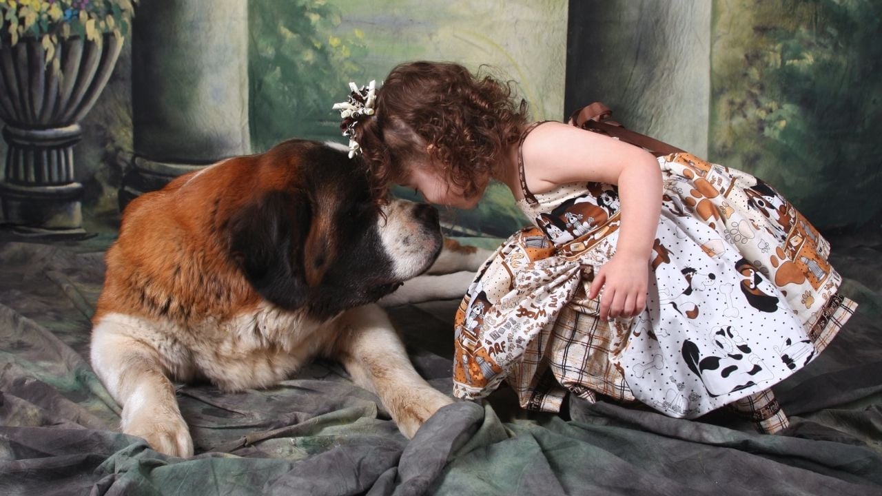 Saint Bernard ve çocuk
