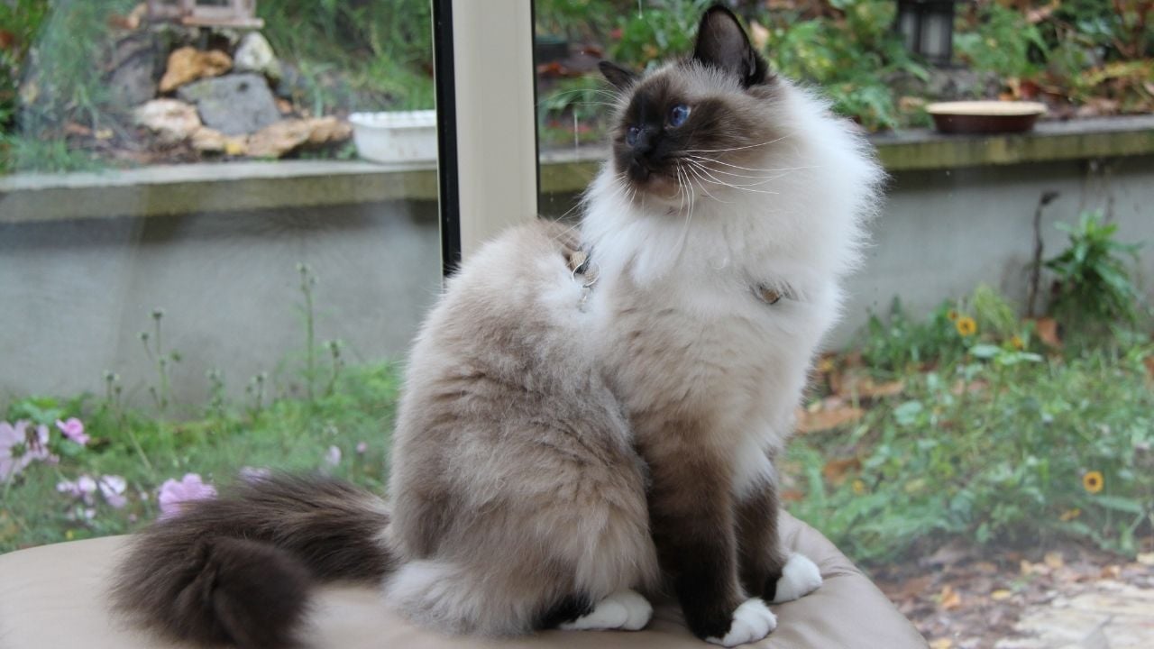 Birman Kedisi bahçede