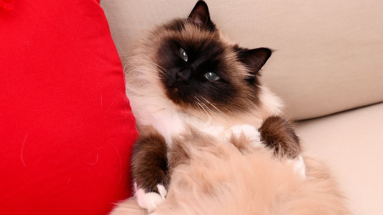 Birman Kedisi yatıyor