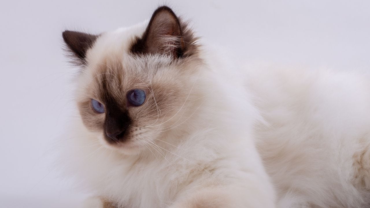 Birman Kedisi yan profili