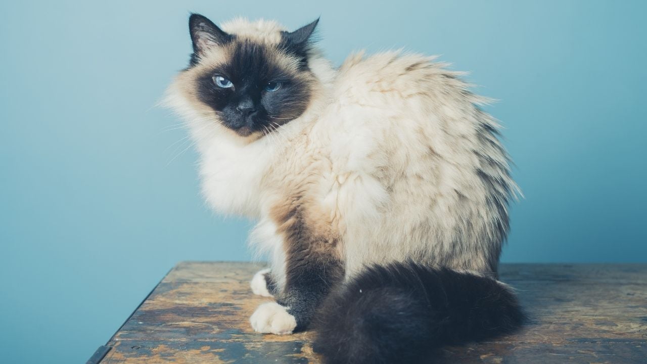Birman Kedisi mavi arkaplanda