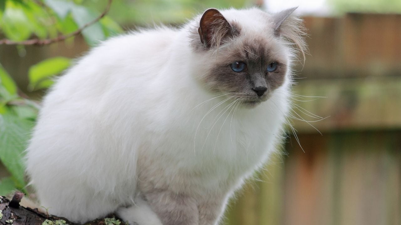 Birman Kedisi color point