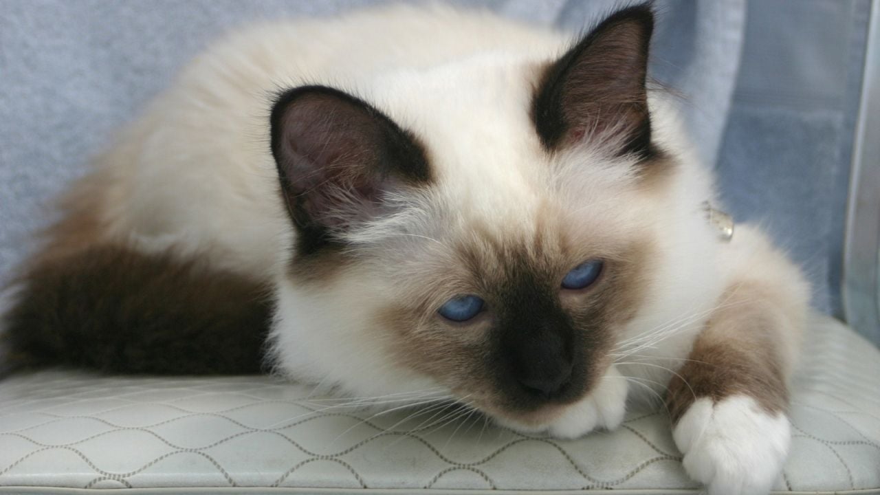 Birman Kedisi yatıyor