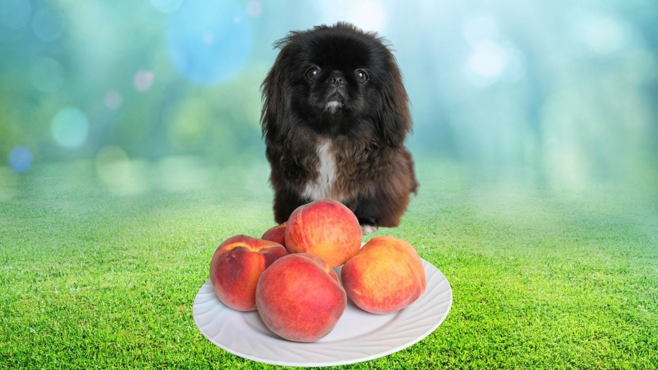 siyah köpek ve bir tabak şeftali