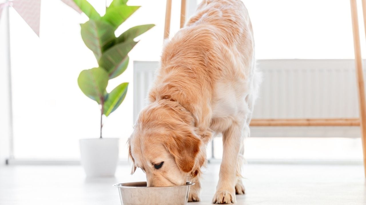 köpek bir şeyler yiyor