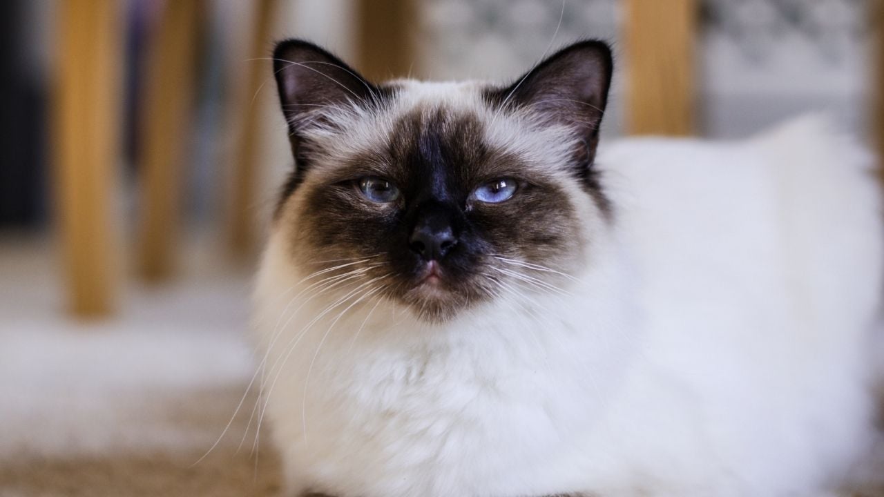 Birman Kedisi yakın planda