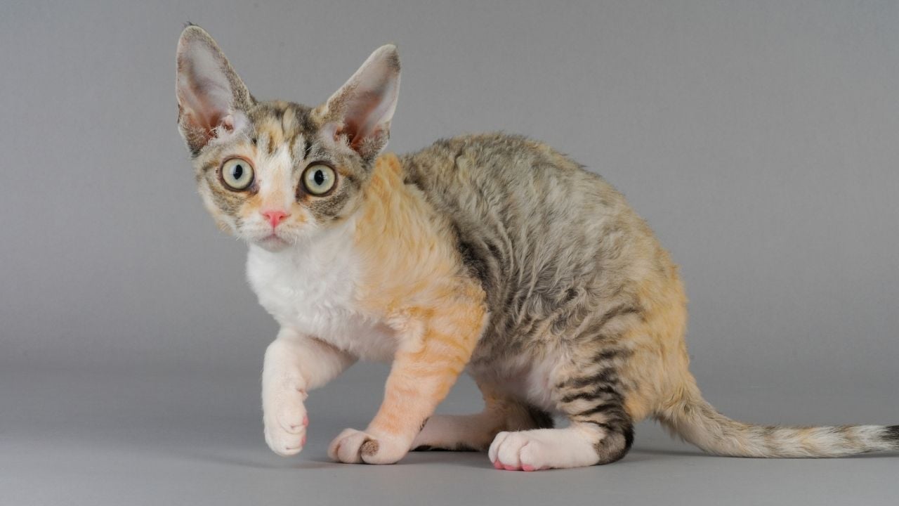 renkli Devon Rex