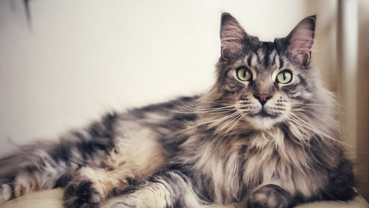 tekir desenli Maine Coon