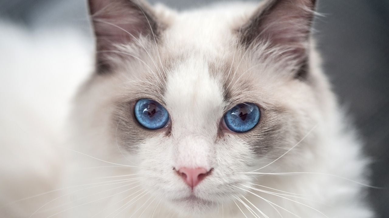 mavi gözlü Ragdoll