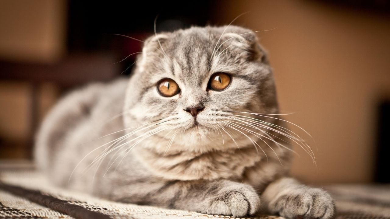 tekir desenli Scottish Fold