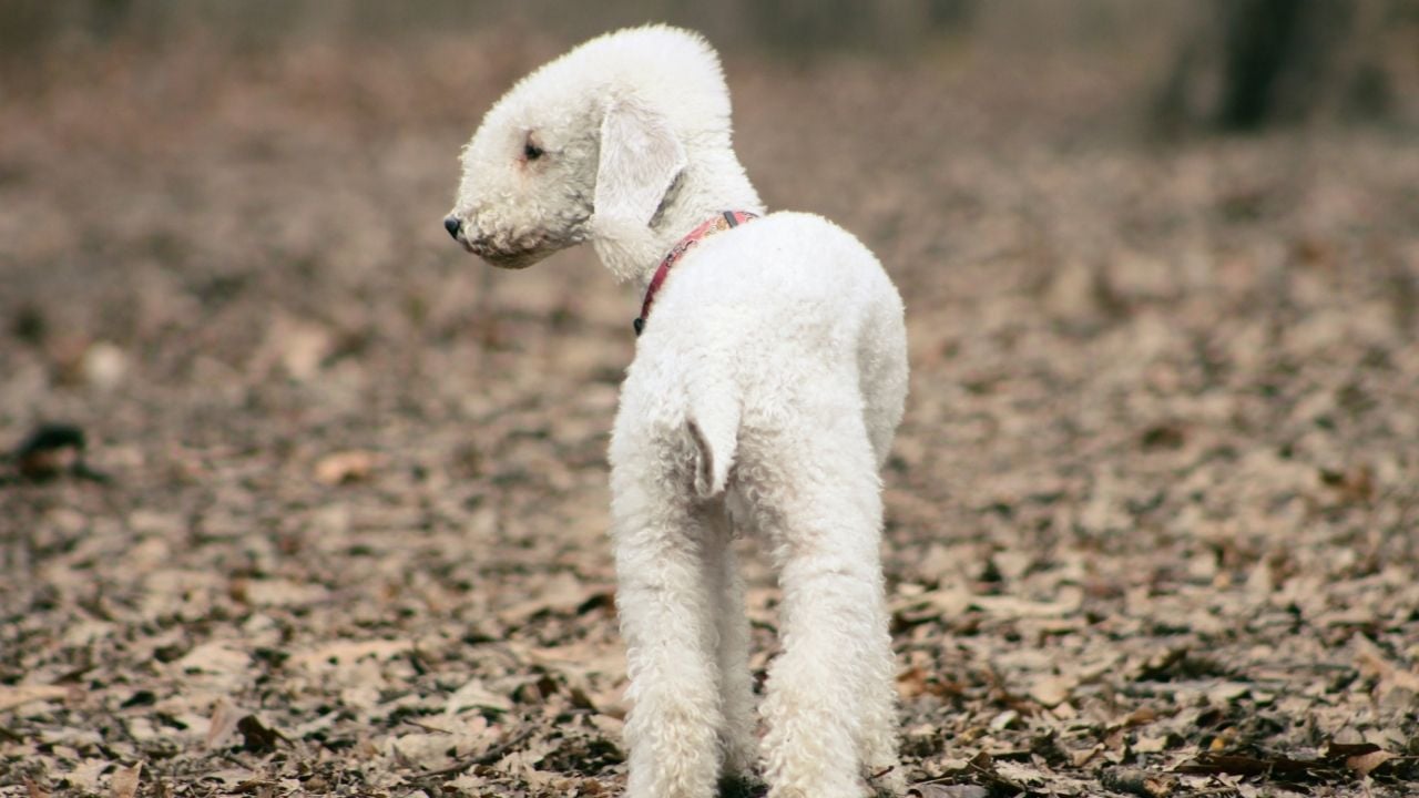Bedlington Terrier