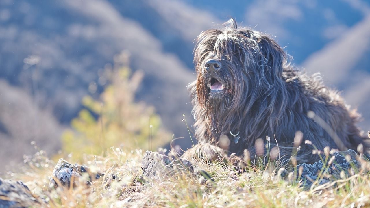 Bergamasco Çoban Köpeği