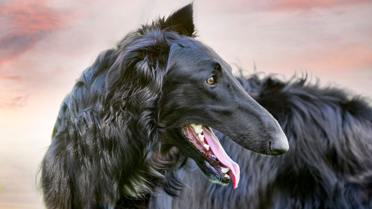 siyah renk Borzoi