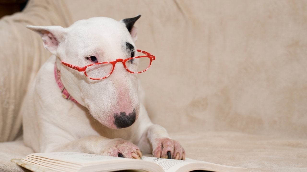gözlüklü Bull Terrier
