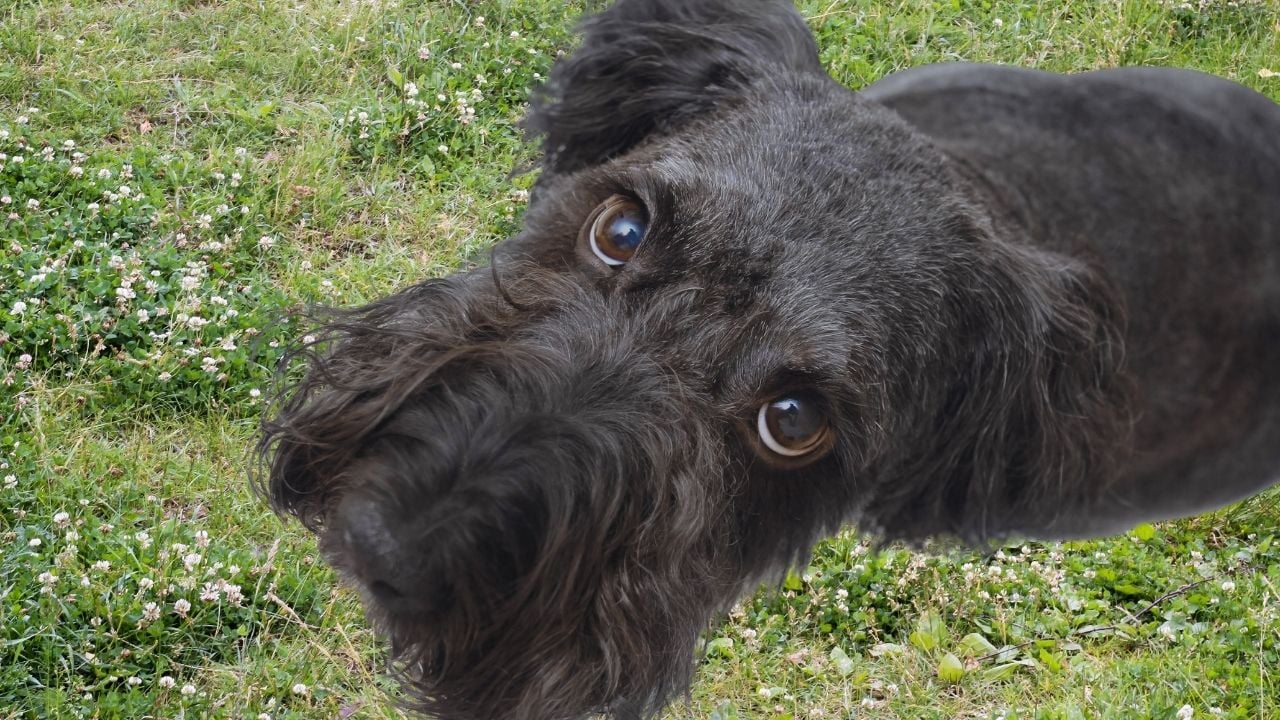 siyah Cesky Terrier