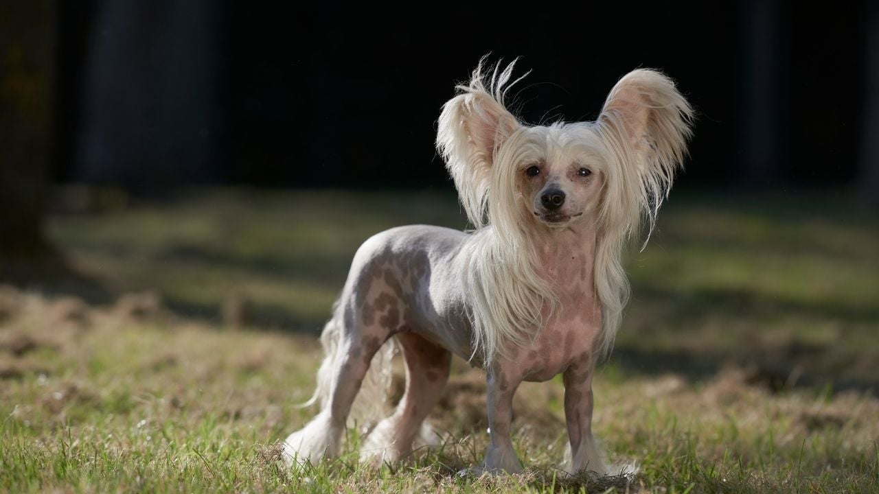 Çin Tepeli Köpeği