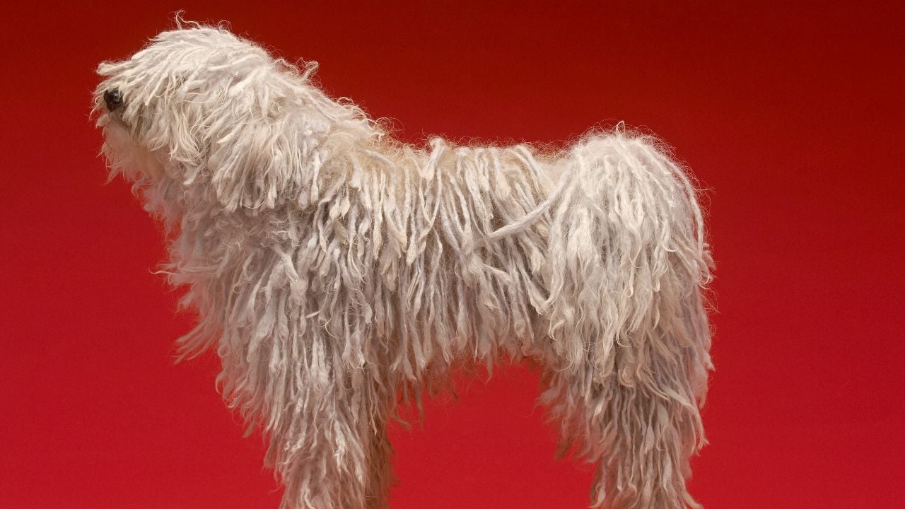 krem rengi Komondor