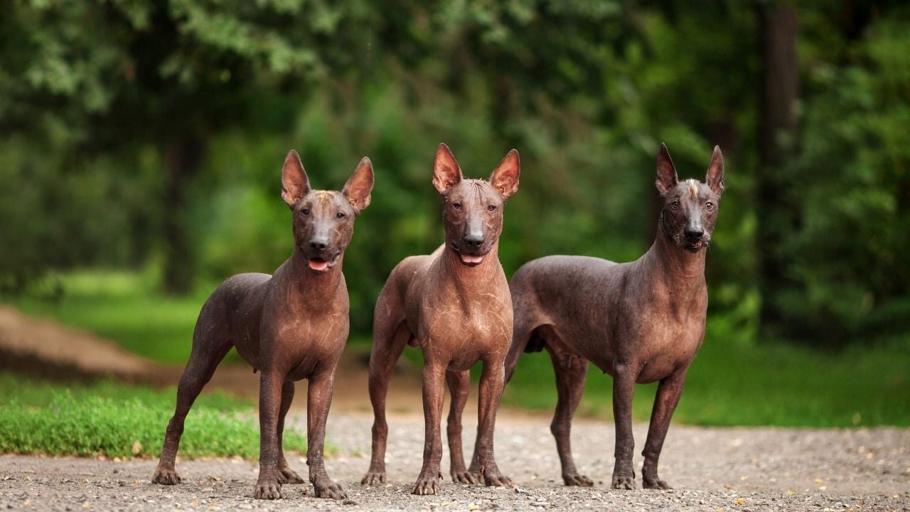 üç Xoloitzcuintli köpeği