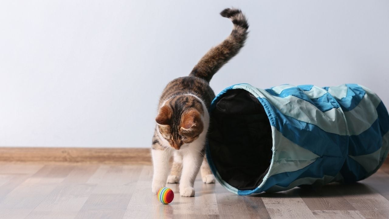 topla oynayan kedi