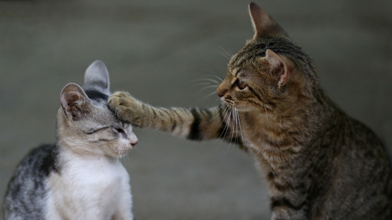 yavrusunu seven kedi