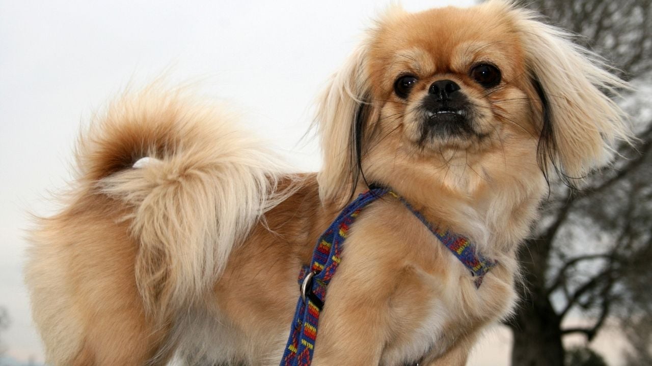 pekinez köpek arkasına bakıyor