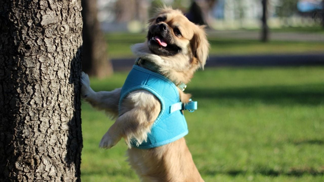 pekinez köpek ağacın yanında
