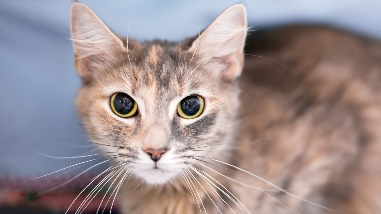 iyi göz bebekli bir kedi