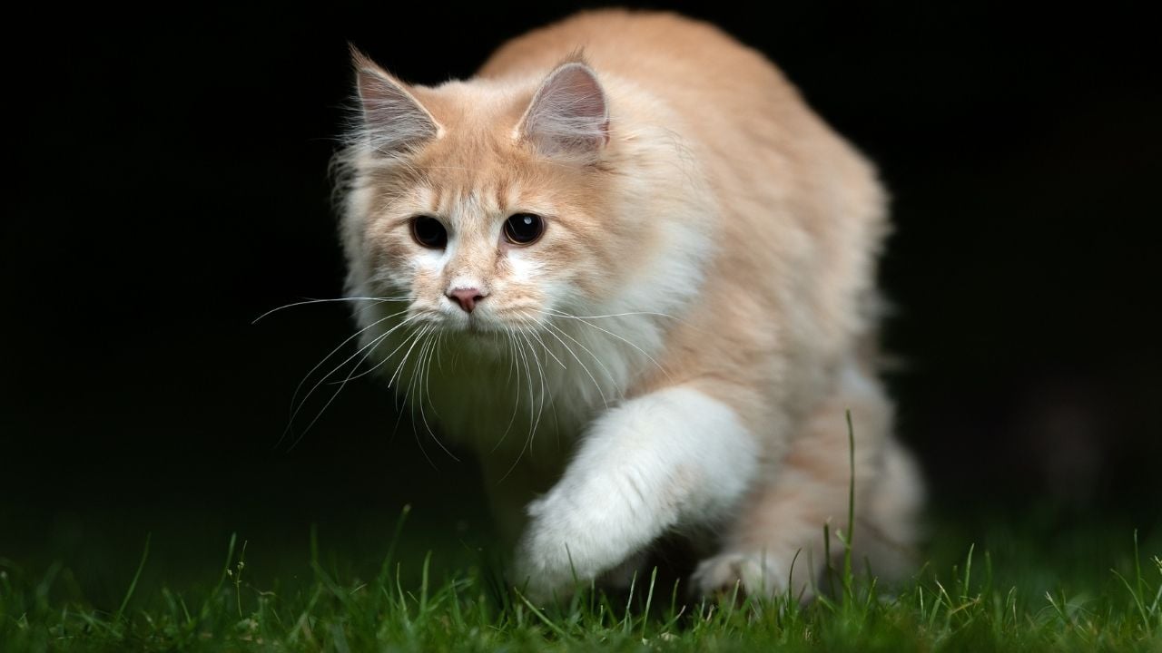 oyun oynarken göz bebekleri büyümüş kedi