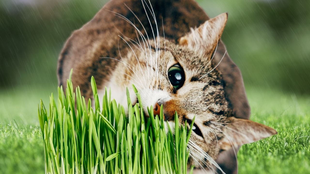 kedi nanesi yerken göz bebekleri büyümüş kedi
