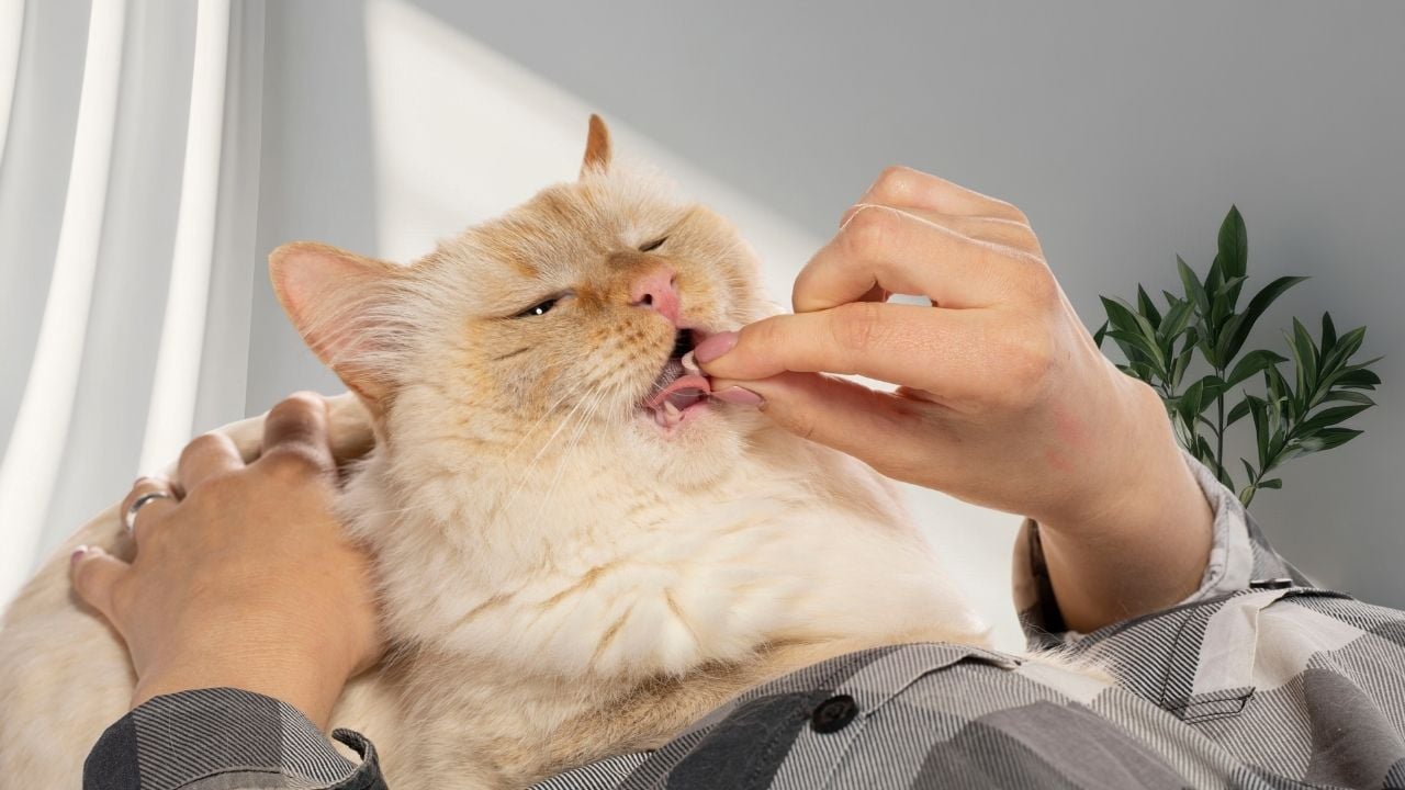 ilaç verilen kedi